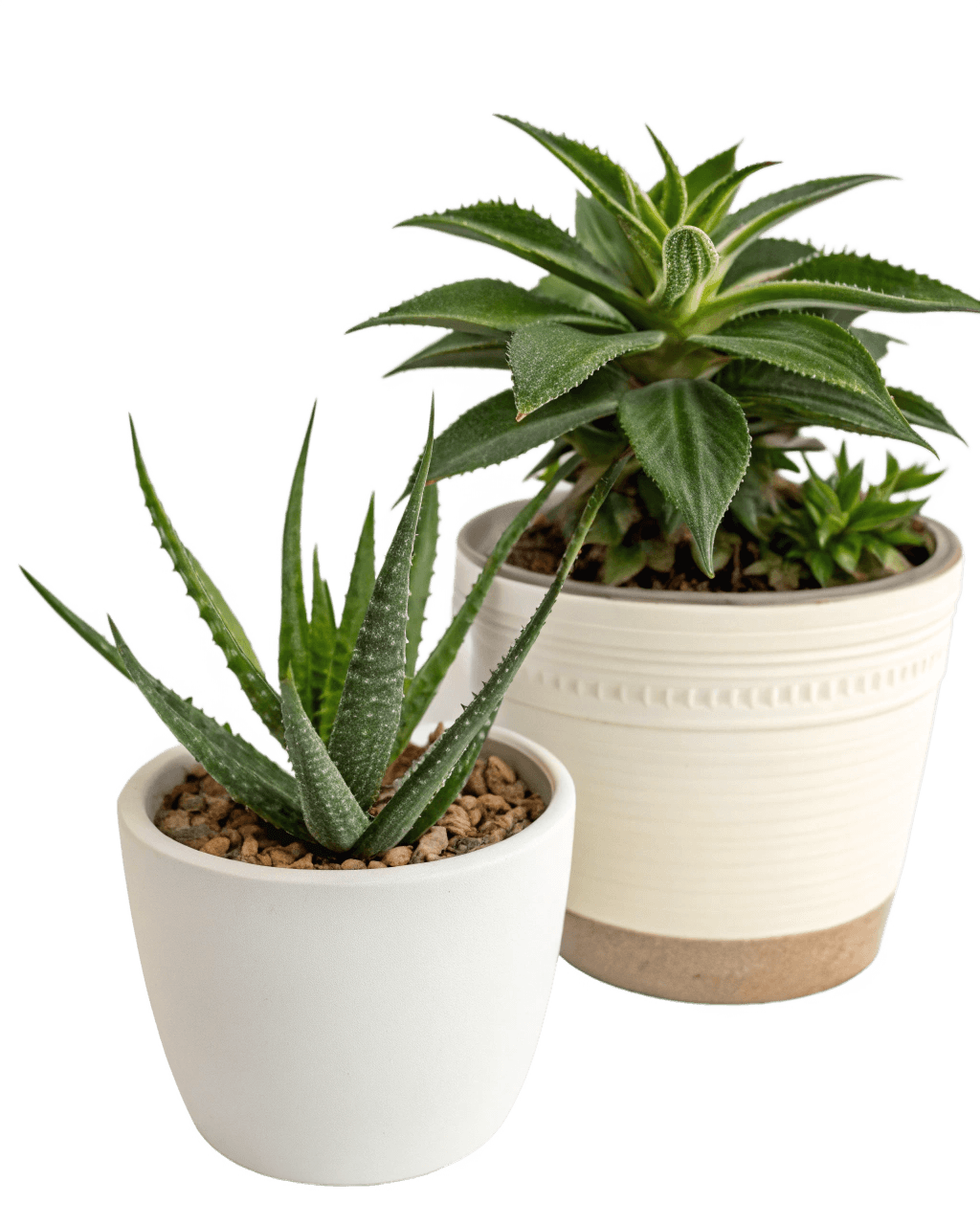 Горшок с растением